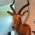 3 South African Impala Taxidermy Shoulder Mounts 1 thumbnail