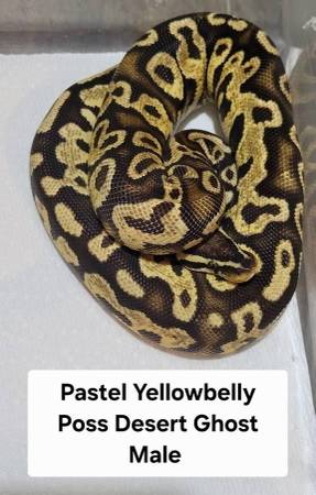 B. Python 1