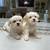 Shih Tzu Maltese Mix 3 thumbnail