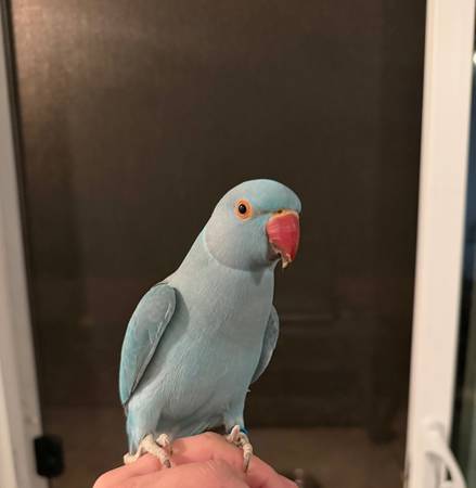 Blue ring neck 1