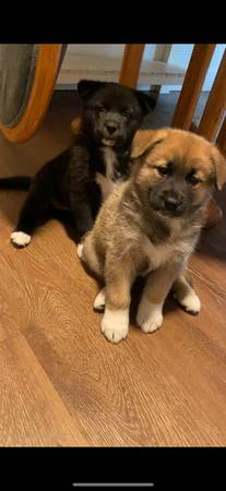 German shepherd/Samoyed Puppies (JBLM)63869712016387121
