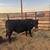 Lowline Angus Steer 1 thumbnail