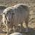 Wool Sheep - EWE 1 thumbnail