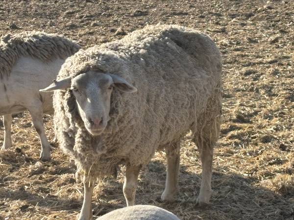 Wool Sheep - EWE 1