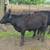 Registered BLACK Angus Bulls 4 thumbnail