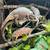 Ambilobe panther chameleon 2 thumbnail