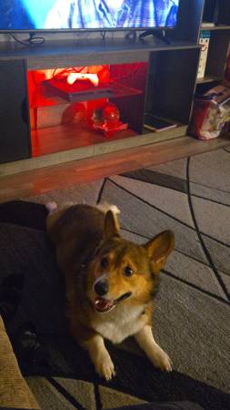 Corgi (Brodhead)63735854546817121