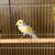 Canaries 1 thumbnail