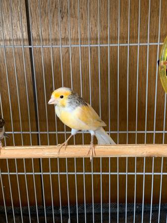 Canaries 1