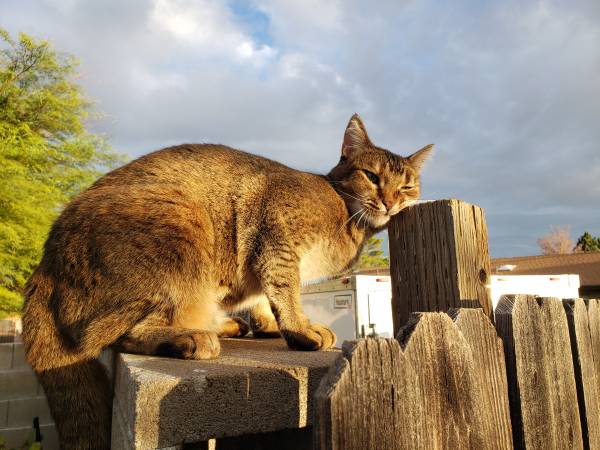Rehoming Cat (Rock Springs)63655939200001122