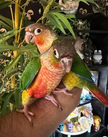 Yellow Sided Green Cheeked Conure Parrots 1