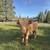 Highland Cows 1 thumbnail