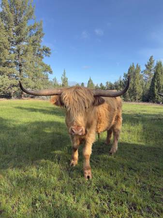 Highland Cows 1