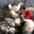 Gallinas Brahmas 2 thumbnail