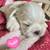 Shih tzu 6 thumbnail