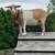2 Pet Quality Nigerian Dwarf Does 3 thumbnail