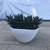 Haworthia succulents in a white ceramic pot 1 thumbnail