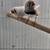 English zebra finch text only 6 thumbnail