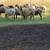Awassi sheep ewes 3 thumbnail