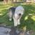 Purebred Sheep dog for STUD 4 thumbnail