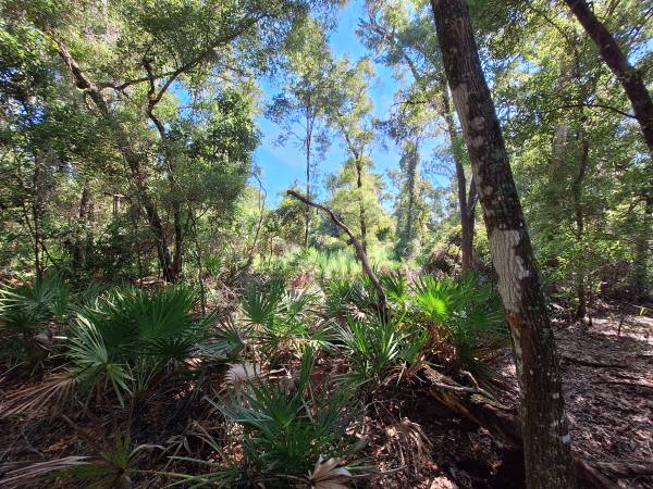 $85,000 5 ACRES FOR SALE IN SPANISH TRACE (Chiefland, FL)63823032340993124