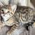 GreatBengalKitty 1 thumbnail