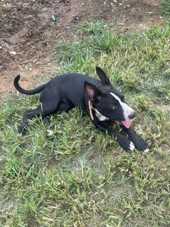Cachorro (Blountville)580073486927144964