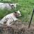 SOLD -  Texas longhorn bull calf 4 thumbnail