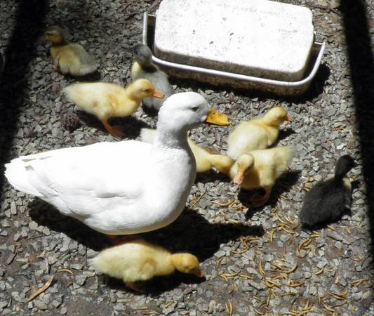 Ducklings 1
