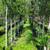 ENCINOS, OAK TREES 1 thumbnail