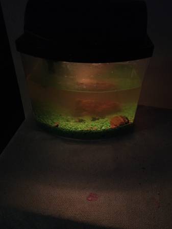 Pequeño tanque para betta con filtro en excelentes condiciones (Belton)63839344585475122
