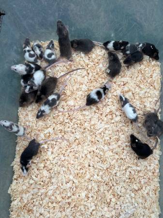 Fancy mice established breeding colonies64178876030977124