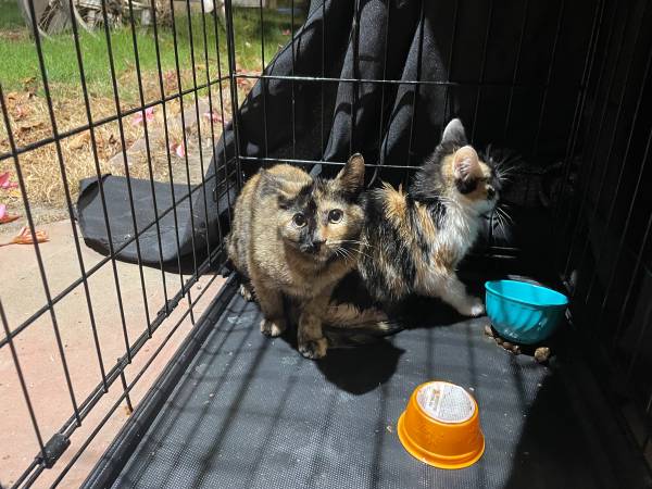 2 kittens to rehome (Pico Rivera)63953816102402120