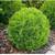 Flowering Shrubs, Ornamental Shrubs, Bushes Evergreen Shrubs 14 thumbnail
