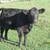 Full Blood Aberdeen calves for sale 3 thumbnail