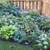 Fall Planting! Shady Yard? Hosta's are the Perfect Plant! 11 thumbnail