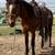 Young Mustang Gelding 16 thumbnail