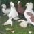 Pigeons for sale 7 thumbnail