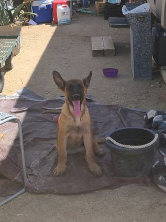 Pastor Alemán Pura Raza Hembra en Adopción (Yucca Valley)63469661189249121