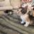 2 Month old Kittens 4 thumbnail