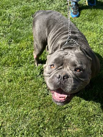 REHOMING MY BULLDOGS (CHICAGO HEIGHTS)63844234687235124