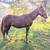 Stud Colt 1 thumbnail