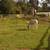 Horse Boarding on Quiet Horse Ranch North County 11 thumbnail