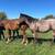 AQHA bay roan filly 17 thumbnail