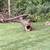Call with needs trees dirt stone mulch clearing hauling mow anything 24 thumbnail