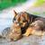 ✅ Premium Raw Dog & Cat Food Co-Op 🐾 Save $$ & Feed the Best! 15 thumbnail
