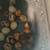 Coturnix Quail and quail babies and quail eggs 3 thumbnail