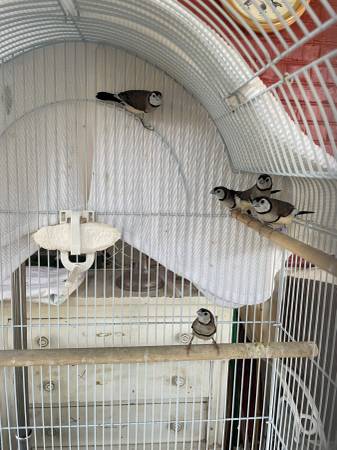 Owl Finches a.k.a. Bicheno finch, Double-bar finch 1