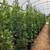 Ficus Nitida - Indian Laurel Fig 3 thumbnail