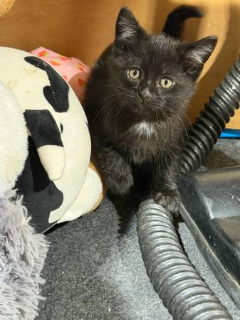 Gatito macho (Puyallup)